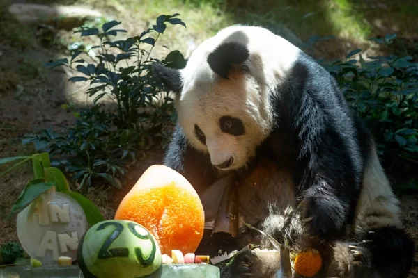 “An An” the Panda Dies at Age 35