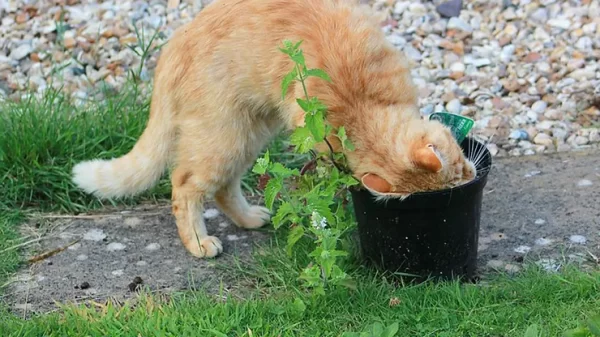 Catnips Are Now Found to Possess Insect-Repelling Chemicals