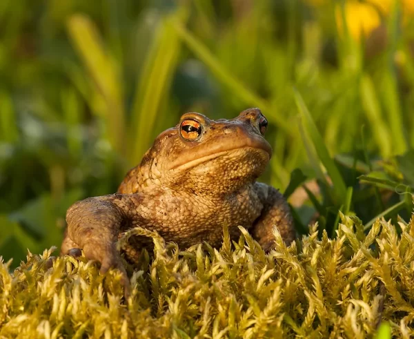 These Frogs Just Can’t Land Properly