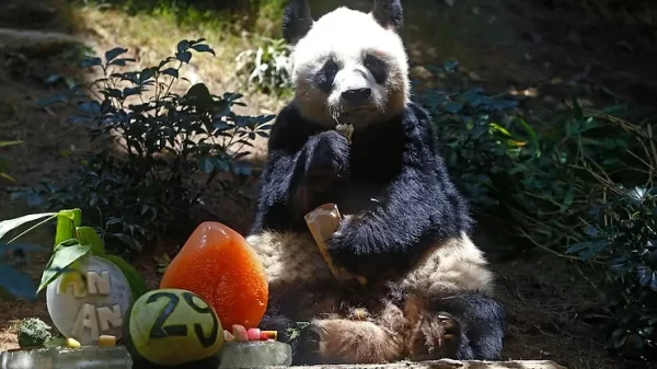 World’s Oldest Panda, An An, Dies at Age 35