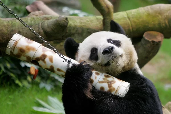 World’s Oldest Giant Male Panda Dies at Age 35