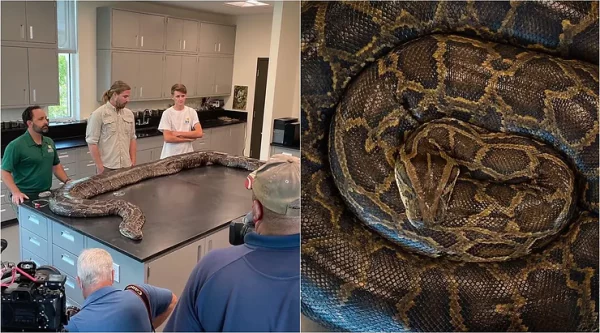 Record Breaking 215-pound python found