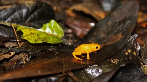 Jumping Pumpkin Toadlets Just Can’t Have a Peaceful Landing