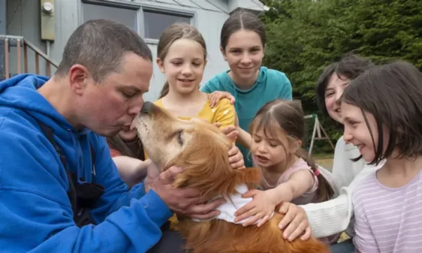 Missing Golden Retriever Found Along the Road in Alaska