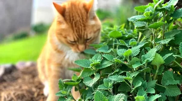 Catnip can be a natural bug spray