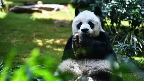 Oldest Male Giant Panda in Captivity Dies