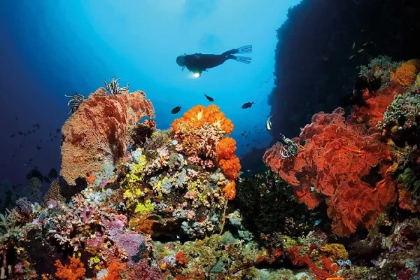 The Coral at Great Barrier Reef Started to Recover