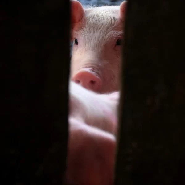 An experiment with pigs proves that they can be rescued from the dead