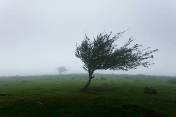 The Windy Day