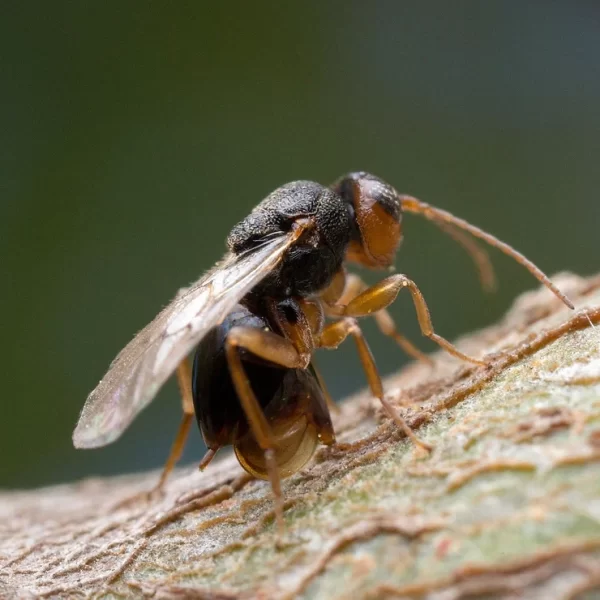 Gall Wasps – A Wasp Unlike Any Other