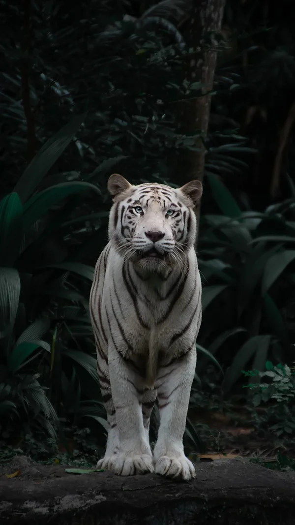 White Tiger