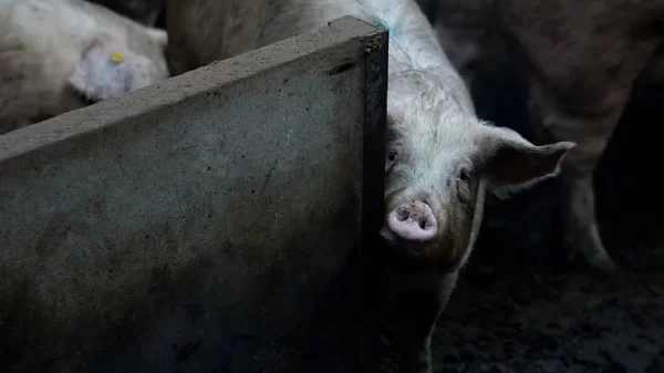 Pigs rise from the dead after scientists revive them