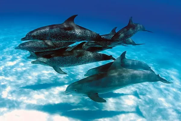 Two dolphin pods bump into each other and join together