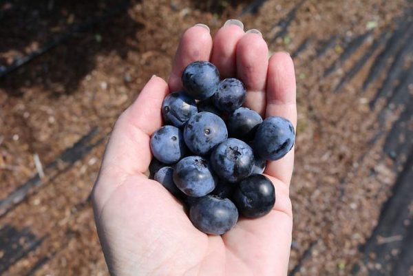 Learning Blueberries