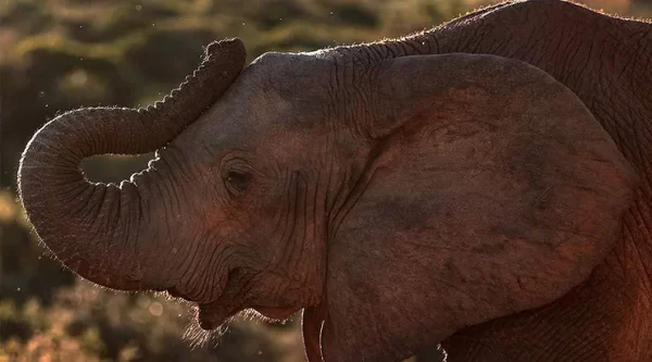 The top side of an elephant’s trunk is surprisingly stretchy