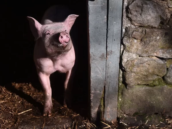 Scientists Are Now Able to Revive Pigs from the Dead