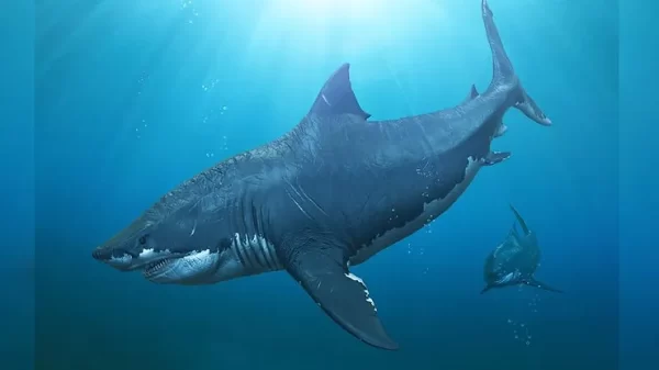 Are Great White Sharks at fault for the extinction of Megalodons?