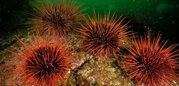 The Sea Urchin, The Vanishing Cabinet, and The Hallucination