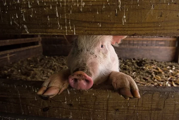 Scientists Find a Way to Revive Pigs