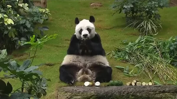 The World Oldest Panda in Captivity, An An, Died at Age 35