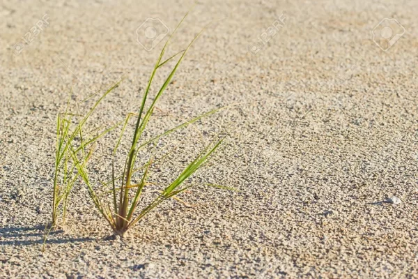 The Lonely Chunk of Grass