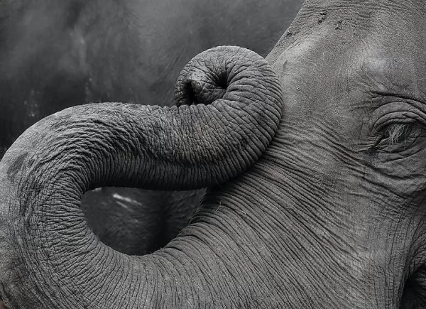 The Top Side Of An Elephant Trunk Is Stretchy