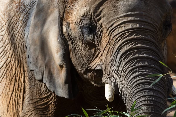 The Top of Elephants’ Trunks are Stretchier than the Bottom Side