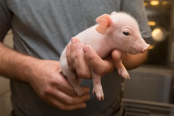 This System can save a pigs life