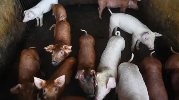 Scientists help Dead Pigs Come Back to Life Temporarily.