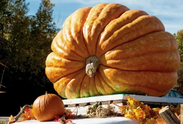 Want to grow a Giant Pumpkin? Here’s how to