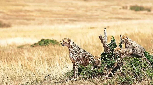 India Attempts to Revive Cheetahs from Extinction