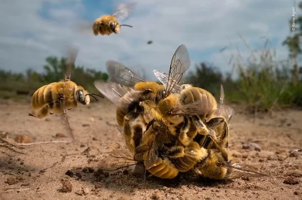 2022 Wildlife Photo of the Year Awards