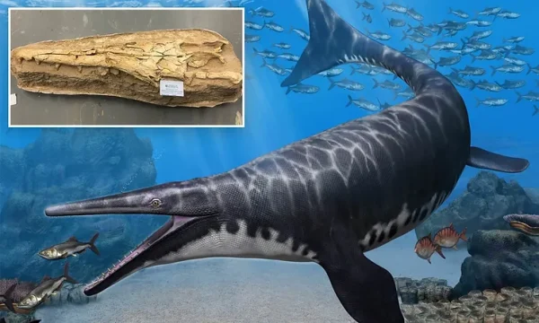 New Mosasaur Species found in Morocco