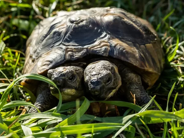 Two-Headed Tortoise Janus Celebrates 25th Birthday