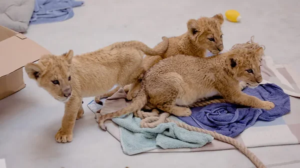 Abandoned Ukrainian lion cubs are now safe at the Polish zoo.