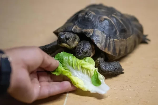 Janus The Two-Headed Tortoise Celebrates His 25th Birthday