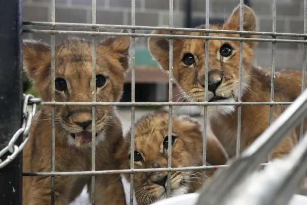 Abandoned Ukrainian lion cubs now safe at Polish zoo