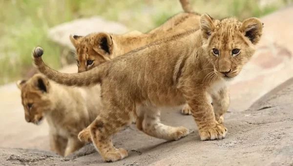 Lion cubs from Ukraine Find Safety in a Polish Zoo