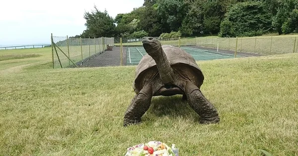 World’s Oldest Land Animal Turns 190