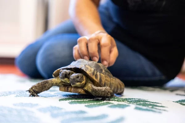 Janus the Two-Headed Tortoise Celebrates His 25th Birthday!