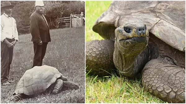The World’s Oldest and Animal Has His Birthday
