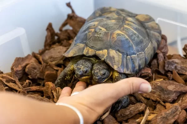 Janus, A Tortoise With Two Heads, Turns 25