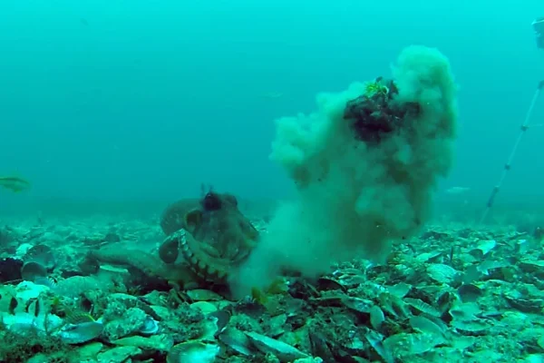 Octopuses Caught Throwing Debris at Each Other With an Underwater Camera