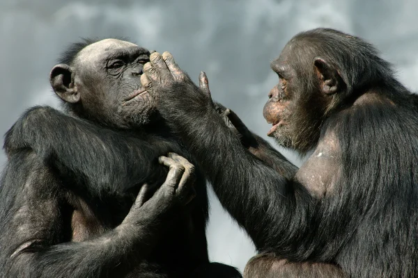 Humans Understand Signals Used By Apes