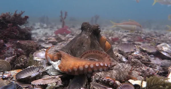 Octopuses Throwing Debris at Each Other