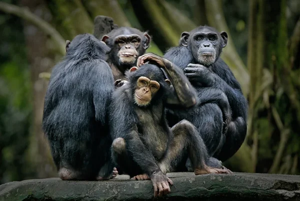 Humans Can Understand Signals Used by Apes
