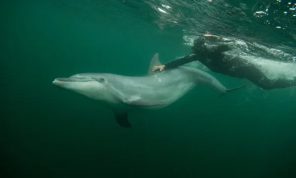 Human’s best animal friend – introduction of Dolphins