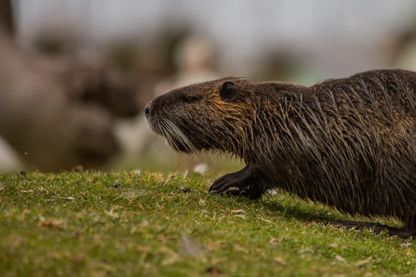 Rodents, the Unsung Hero of the Forest Ecosystem