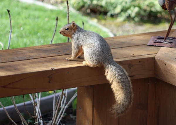 Squirrels in my Yard