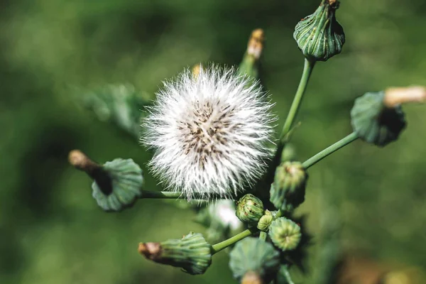 Weeds May Not Always Be Bad